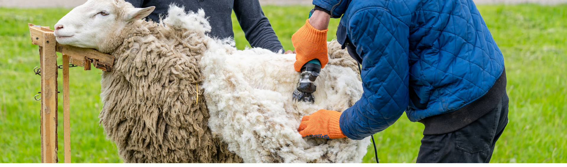Tonte d'un mouton en plein air